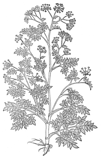 Hemlock. /N(Conium Maculatum): Woodcut From Leonhard Fuchs' 'De Historia Stirpium', Published At Basel In 1542. Poster Print by Granger Collection - Item # VARGRC0076392
