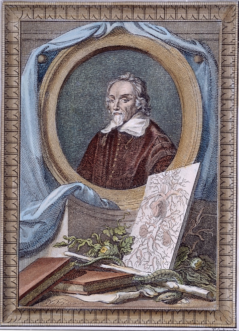 William Harvey (1578-1657). /Nenglish Physician And Anatomist. Line Engraving, English, 18Th Century. Poster Print by Granger Collection - Item # VARGRC0049185 William Harvey (1578-1657). /Nenglish Physician And Anatomist. Line Engraving, English, 18Th Century. Poster Print by Granger Collection - Item # VARGRC0049185