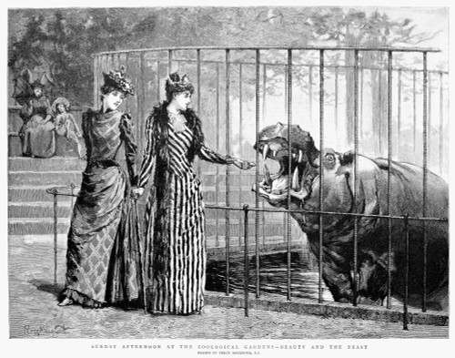 Hippopotamus: London Zoo. /N'Sunday Afternoon At The Zoological Garden - Beauty And The Beast.' Wood Engraving, English, After Percy Macquoid, 1891. Poster Print by Granger Collection - Item # VARGRC0088381