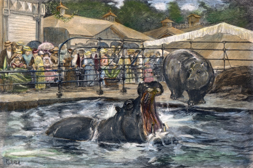 Central Park Zoo, 1888. /Nthe Hippopotami In Their New Tank At Central Park, New York City. Wood Engraving From An American Newspaper Of 1888. Poster Print by Granger Collection - Item # VARGRC0067029