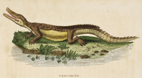 Crocodile. /Nline Engraving, English, 1799. Poster Print by Granger Collection - Item # VARGRC0081957