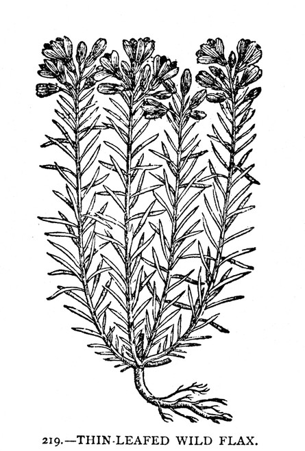 Thin-Leafed Wild Flax. /Nwoodcut From John Gerard'S 'Herball,' 1597. Poster Print by Granger Collection - Item # VARGRC0081954