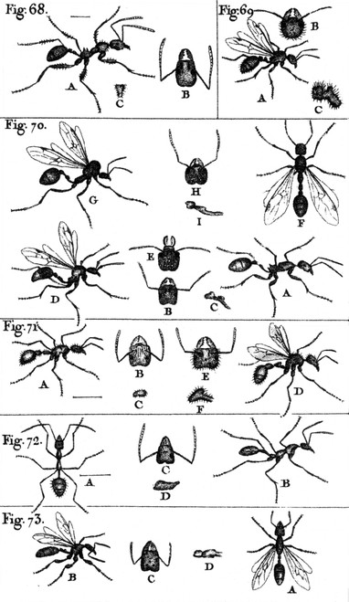 Natural History of Ants, 1802 Poster Print by Science Source - Item # VARSCIBW7031