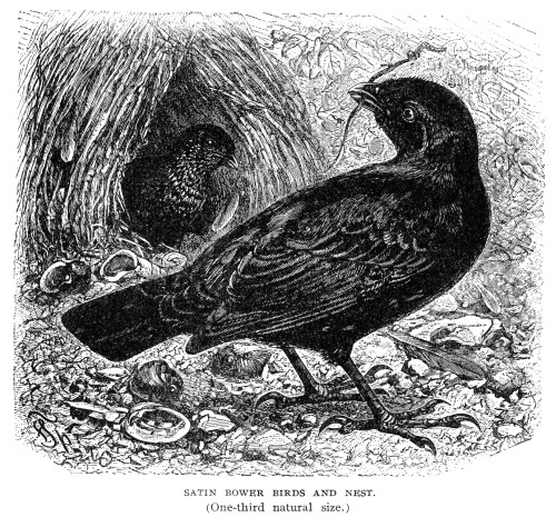 Satin Bower Bird And Nest. /Nline Engraving, 19Th Century. Poster Print by Granger Collection - Item # VARGRC0054126
