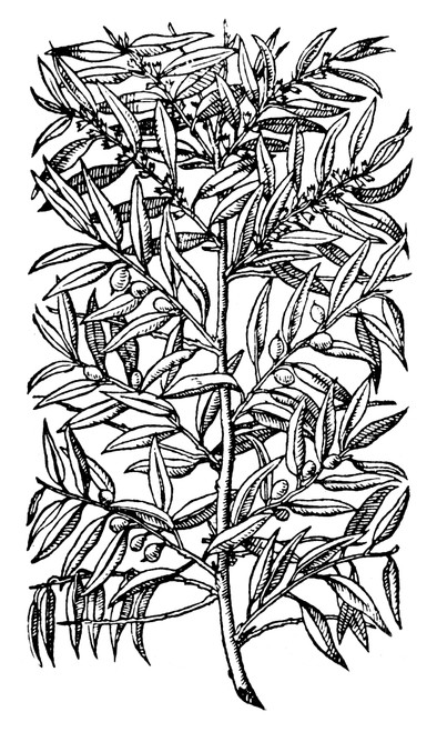 Botany: Olive Tree, 1579. /Nwoodcut, French. Poster Print by Granger Collection - Item # VARGRC0059556 Botany: Olive Tree, 1579. /Nwoodcut, French. Poster Print by Granger Collection - Item # VARGRC0059556