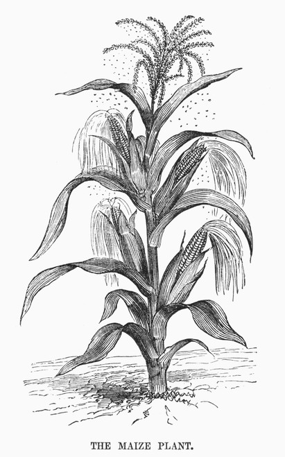 Botany: Corn. /Nwood Engraving, 19Th Century. Poster Print by Granger Collection - Item # VARGRC0090939