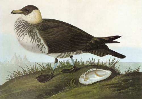 Audubon: Jaeger. /Npomarine Jaeger, Or Pomarine Skua (Stercorarius Pomarinus). Engraving After John James Audubon For His 'Birds Of America,' 1827-38. Poster Print by Granger Collection - Item # VARGRC0350493