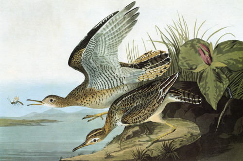 Audubon: Sandpiper. /Nupland Sandpiper (Bartramia Longicauda), Formerly Known As Bartram'S Sandpiper Or Upland Plover. Engraving After John James Audubon For His 'Birds Of America,' 1827-38. Poster Print by Granger Collection - Item # VARGRC0326791