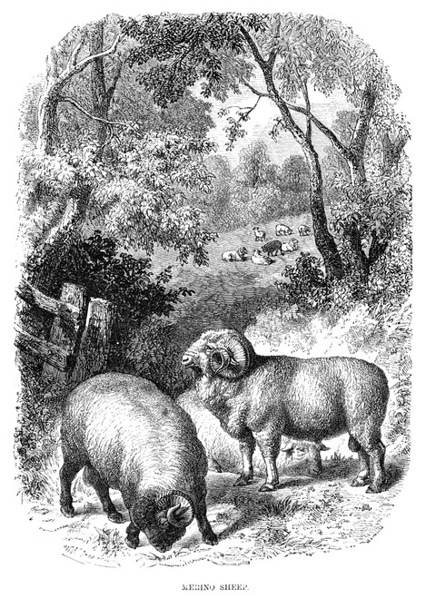 Sheep, 19Th Century. /Nmerino Sheep. Wood Engraving, 19Th Century. Poster Print by Granger Collection - Item # VARGRC0027750