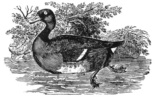 Castaneous Duck. /Nline Engraving, Early 19Th Century. Poster Print by Granger Collection - Item # VARGRC0082187