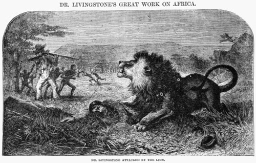 David Livingstone /N(1813-1873). Scottish Missionary And Explorer. Livingstone Is Attacked By A Lion. Wood Engraving, American, 1857. Poster Print by Granger Collection - Item # VARGRC0260162