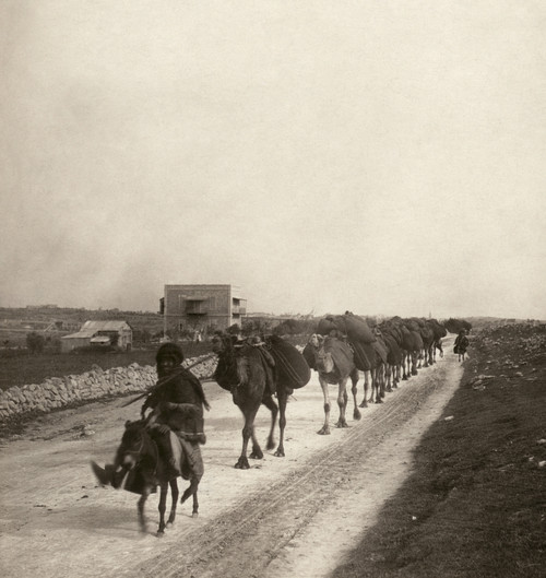 Camel Caravan, C1911. /Na Camel Caravan On The Way To Bethlehem. Stereograph, C1911. Poster Print by Granger Collection - Item # VARGRC0115540