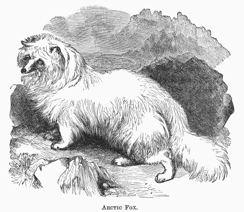 Artic Fox, 1873. /Nwood Engraving, American, 1873. Poster Print by Granger Collection - Item # VARGRC0101745