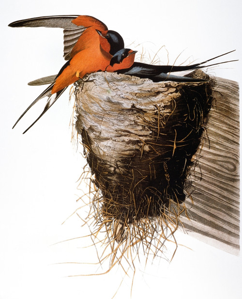 Audubon: Swallow. /Nbarn Swallow (Hirundo Rustica), From John James Audubon'S 'The Birds Of America,' 1827-1838. Poster Print by Granger Collection - Item # VARGRC0029335 Audubon: Swallow. /Nbarn Swallow (Hirundo Rustica), From John James Audubon'S 'The Birds Of America,' 1827-1838. Poster Print by Granger Collection - Item # VARGRC0029335