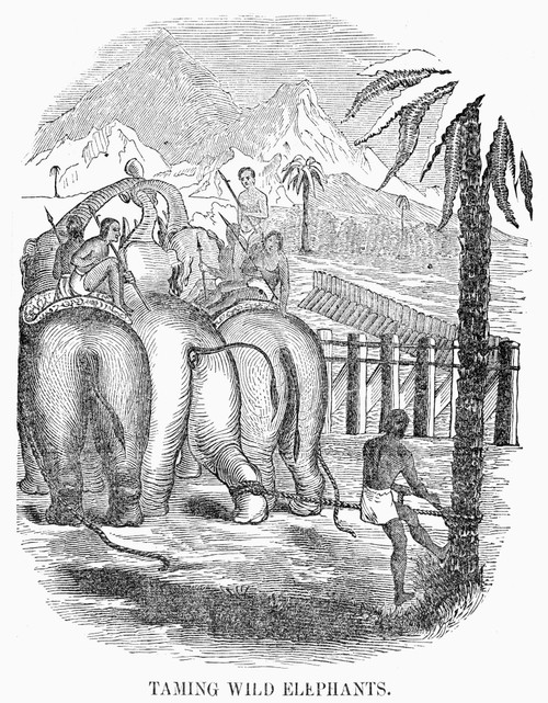 Taming Wild Elephants. /Nwood Engraving, 19Th Century. Poster Print by Granger Collection - Item # VARGRC0101775