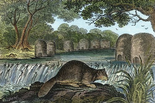 Beaver. /Namerican Beaver (Castor Canadensis) And Beaver Dams. Wood Engraving, American, 1830. Poster Print by Granger Collection - Item # VARGRC0041592