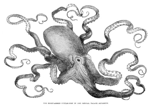Octopus. /Ncommon European Octopus (Octopus Vulgaris) From The Crystal Palace Aquarium, London. Wood Engraving, English, 1871. Poster Print by Granger Collection - Item # VARGRC0034699