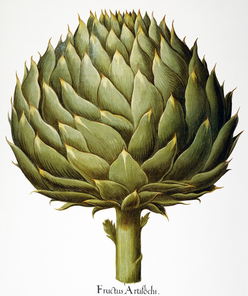 Artichoke, 1613. /Nitalian Artichoke Head (Cynara Scolymus): Engraving From Basilius Besler'S "Florilegium," Published In Nuremberg In 1613. Poster Print by Granger Collection - Item # VARGRC0039953