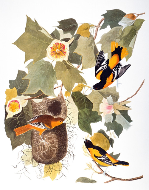Audubon: Oriole. /Nnorthern, Or Baltimore, Oriole (Icterus Galbula), From John James Audubon'S 'The Birds Of America,' 1827-1838. Poster Print by Granger Collection - Item # VARGRC0029336