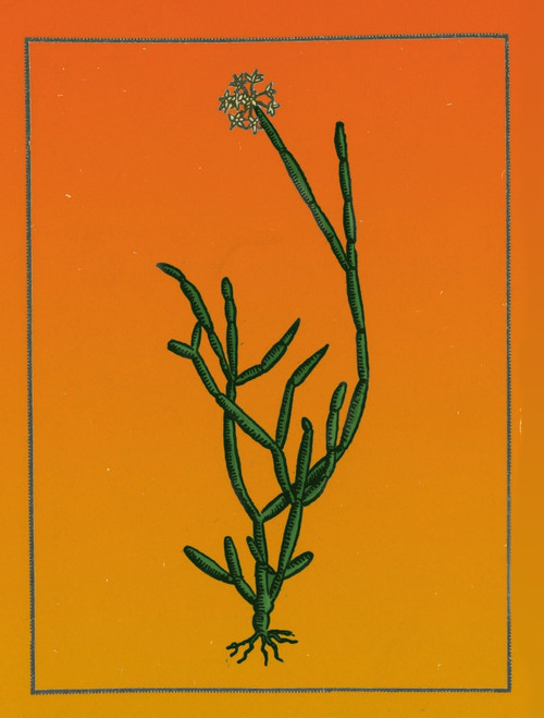 Soma Plant Poster Print by Science Source - Item # VARSCIBQ4682