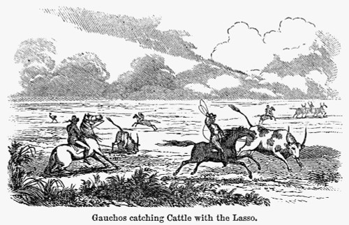 Argentina: Gauchos, 1853. /Ngauchos Catching Cattle On The Argentine Pampas. Wood Engraving, American, 1853. Poster Print by Granger Collection - Item # VARGRC0103180