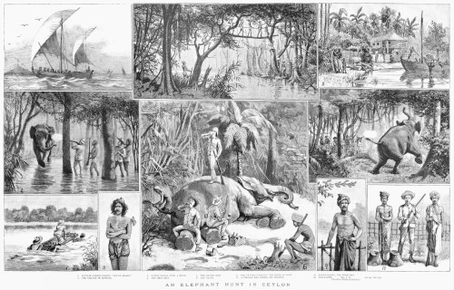 Ceylon: Elephant Hunt. /Nelephant Hunting In Ceylon. English Engraving, 1887. Poster Print by Granger Collection - Item # VARGRC0371013