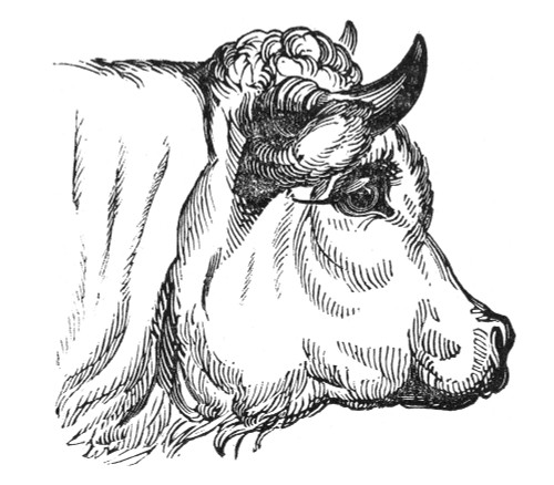 Head Of Cow, C1855. /Nwood Engraving, English, Mid-19Th Century. Poster Print by Granger Collection - Item # VARGRC0093253
