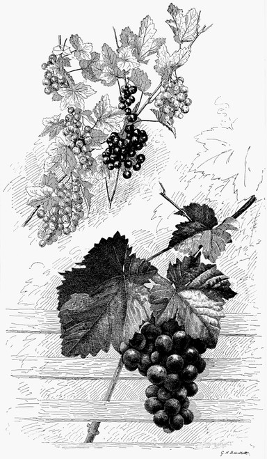 Botany: Grapes. /Npen-And-Ink Drawing, 19Th Century. Poster Print by Granger Collection - Item # VARGRC0041361