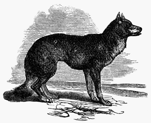 Fox. /Nwood Engraving, American, 1873. Poster Print by Granger Collection - Item # VARGRC0093459