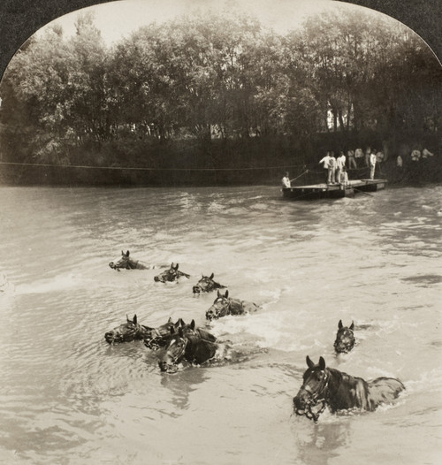 World War I: Cavalry. /Nfrench Cavalry Horses Swimming Across A River In Northern France. Stereograph, C1918. Poster Print by Granger Collection - Item # VARGRC0099663
