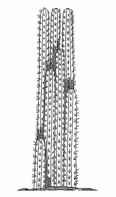 Cactus, 1606. /Ncereus Cactus Of The West Indies. Woodcut From Giovanni Battista Ramusio'S 'Delle Navigazioni E Viaggi,' Venice, Italy, 1606. Poster Print by Granger Collection - Item # VARGRC0370774