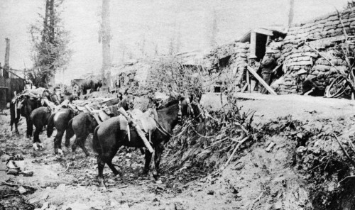 World War I: Horses. /Nbritish Patrol Horses Tethered Behind Dugouts In A Sunken Meadow During World War I. Photograph, C1916. Poster Print by Granger Collection - Item # VARGRC0407986