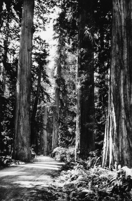 California: Redwoods. /Namong The Giant Redwoods On The Oregon Coast Highway, California. Photographed C1900. Poster Print by Granger Collection - Item # VARGRC0099245