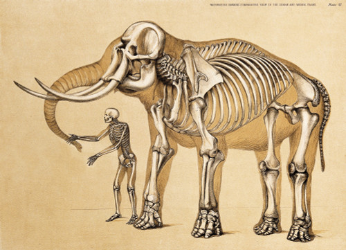 Skeletons of Man and Elephant, 1860 Poster Print by Science Source - Item # VARSCIJB5456