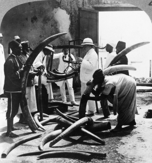 Mombasa: Ivory Trade. /Nbuying Ivory After Its Arrival From The Interior At The Coastal Port Of Mombasa, Kenya. Stereograph, C1900. Poster Print by Granger Collection - Item # VARGRC0095771
