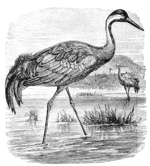 Common Crane. Poster Print by Granger Collection - Item # VARGRC0082351