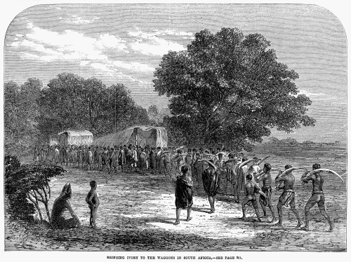 South Africa: Ivory Trade. /N'Bringing Ivory To The Waggons In South Africa.' Wood Engraving From An English Newspaper Of 1868. Poster Print by Granger Collection - Item # VARGRC0079673