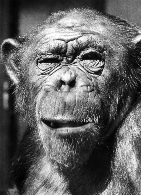 Chimpanzee. Poster Print by Granger Collection - Item # VARGRC0082042