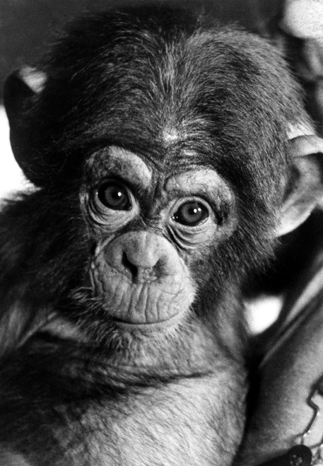 Young Chimpanzee. /Nphotograph. Poster Print by Granger Collection - Item # VARGRC0098475