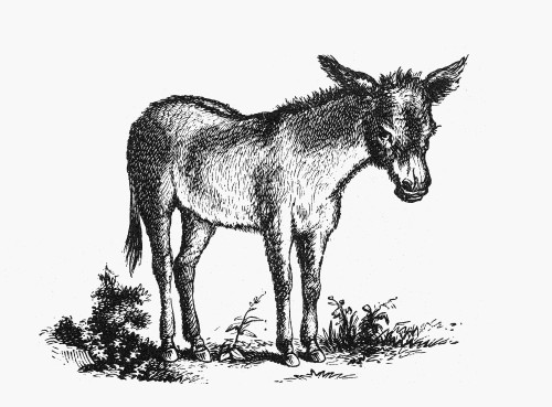 Donkey. /Nline Engraving, 19Th Century. Poster Print by Granger Collection - Item # VARGRC0045575
