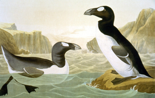 Great Auk (Alca Impennis). /Nlithograph, 1858, By Julius Bien After John James Audubon. Poster Print by Granger Collection - Item # VARGRC0055075