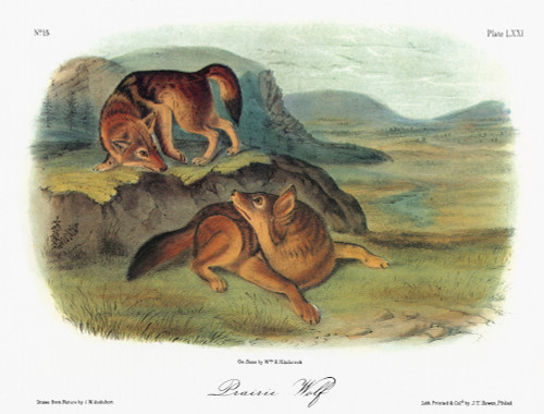 Audubon: Coyote. /Ncoyote, Or Prairie Wolf (Canis Latrans). Lithograph, C1851, After A Painting By John Woodhouse Audubon For John James Audubon'S 'Viviparous Quadrupeds Of North America.' Poster Print by Granger Collection - Item # VARGRC0352919