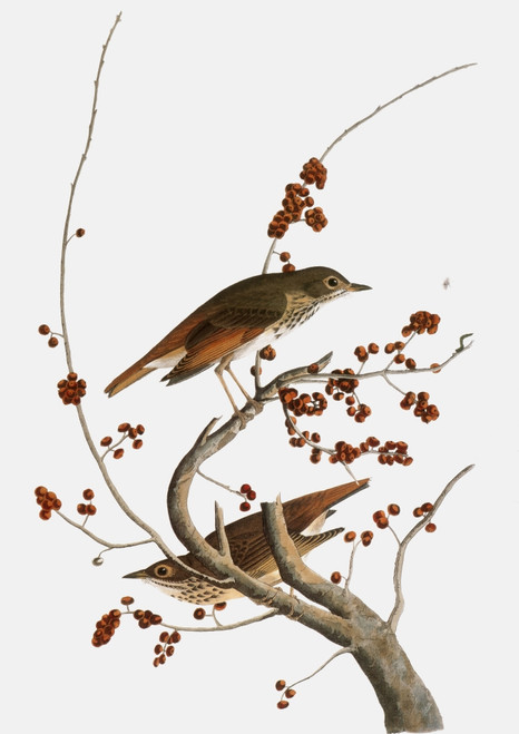 Audubon: Thrush. /Nhermit Thrush (Catharus Guttatus), From John James Audubon'S 'The Birds Of America,' 1827-1838. Poster Print by Granger Collection - Item # VARGRC0007600