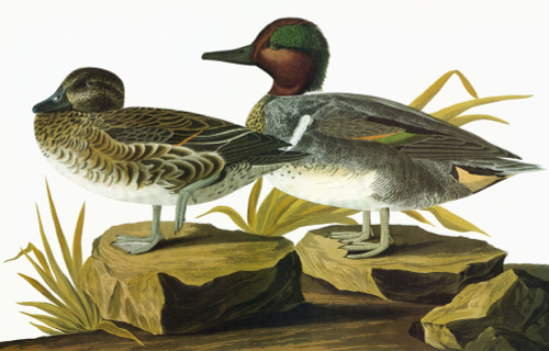 Audubon: Teal. /Ngreen-Winged Teal (Anas Crecca). Engraving After John James Audubon For His 'Birds Of America,' 1827-38. Poster Print by Granger Collection - Item # VARGRC0325331