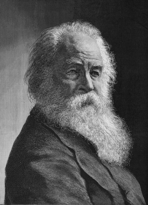 Walt Whitman (1819-1892). /Namerican Poet. Engraving, After A Photograph By Napoleon Sarony, 1878. Poster Print by Granger Collection - Item # VARGRC0350446