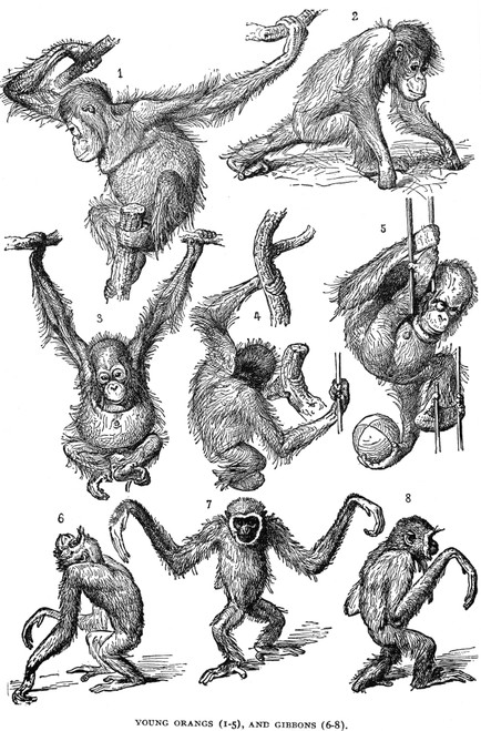 Orangutans & Gibbons. /Nyoung Orangutans And Gibbons. Wood Engraving, 19Th Century. Poster Print by Granger Collection - Item # VARGRC0082044
