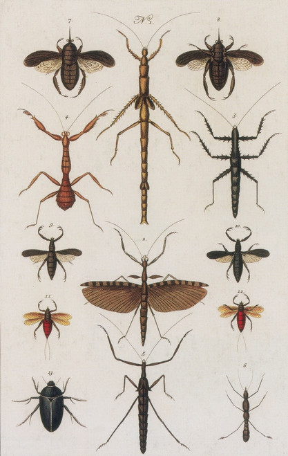 Insects, Seba's Thesaurus, 1734 Poster Print by Science Source - Item # VARSCIBW7027