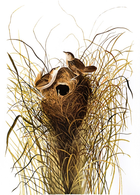 Audubon: Wren. /Nsedge Wren (Cistothorus Platensis), From John James Audubon'S 'Birds Of America,' 1827-1838. Poster Print by Granger Collection - Item # VARGRC0027436