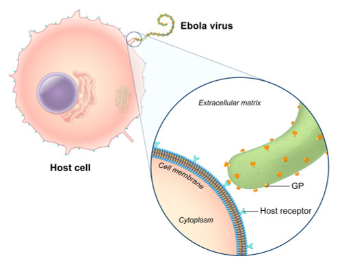 Ebola Virus Replication Poster Print by Evan Oto/Science Source - Item # VARSCIJB6300