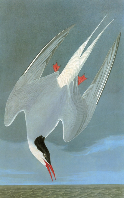 Audubon: Tern. /Narctic Tern (Sterna Paradisaea). Engraving After John James Audubon For His 'Birds Of America,' 1827-38. Poster Print by Granger Collection - Item # VARGRC0350505